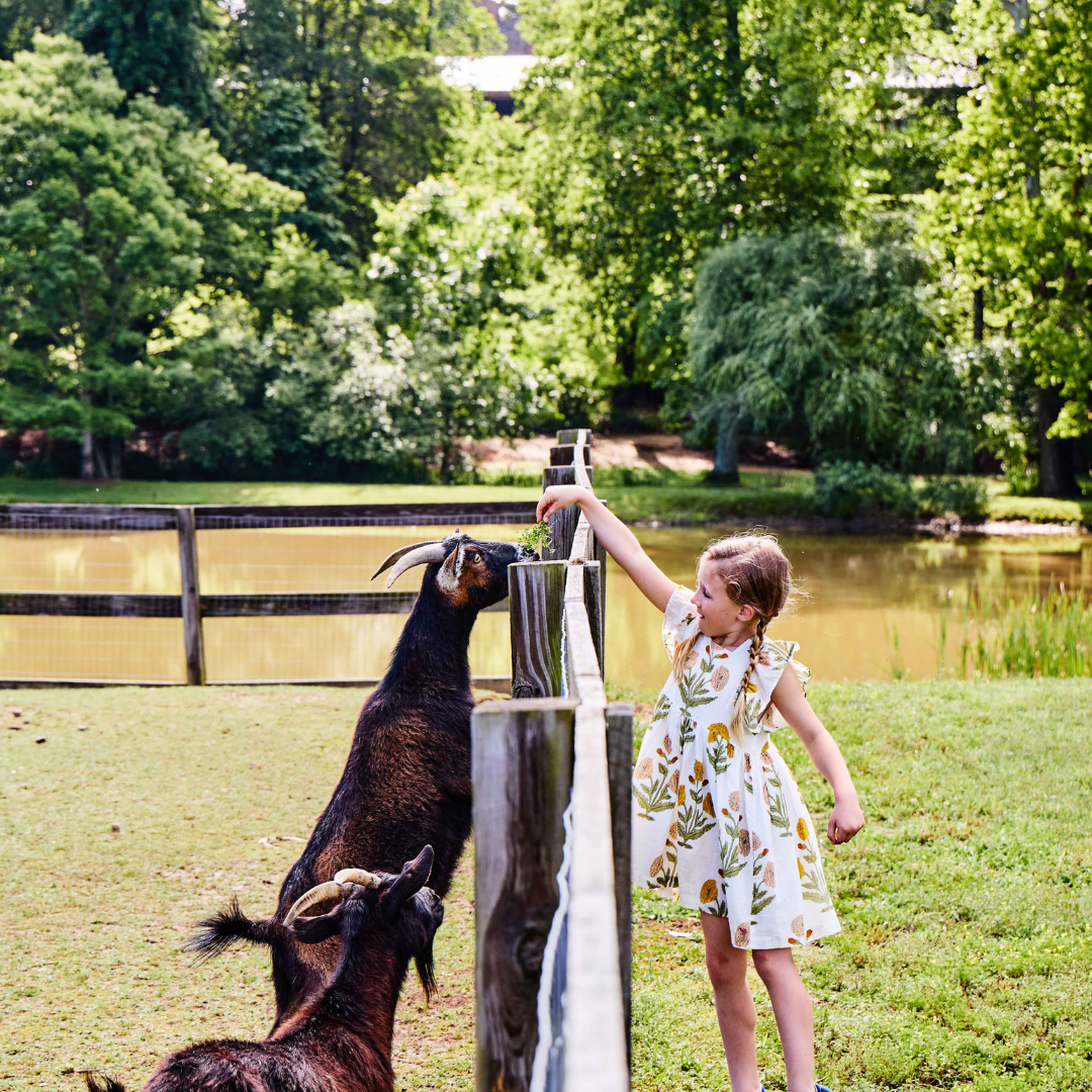 A young girl feeds a goat over a fence.