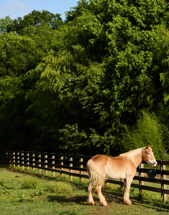 horse standing in a fence-lined pasture