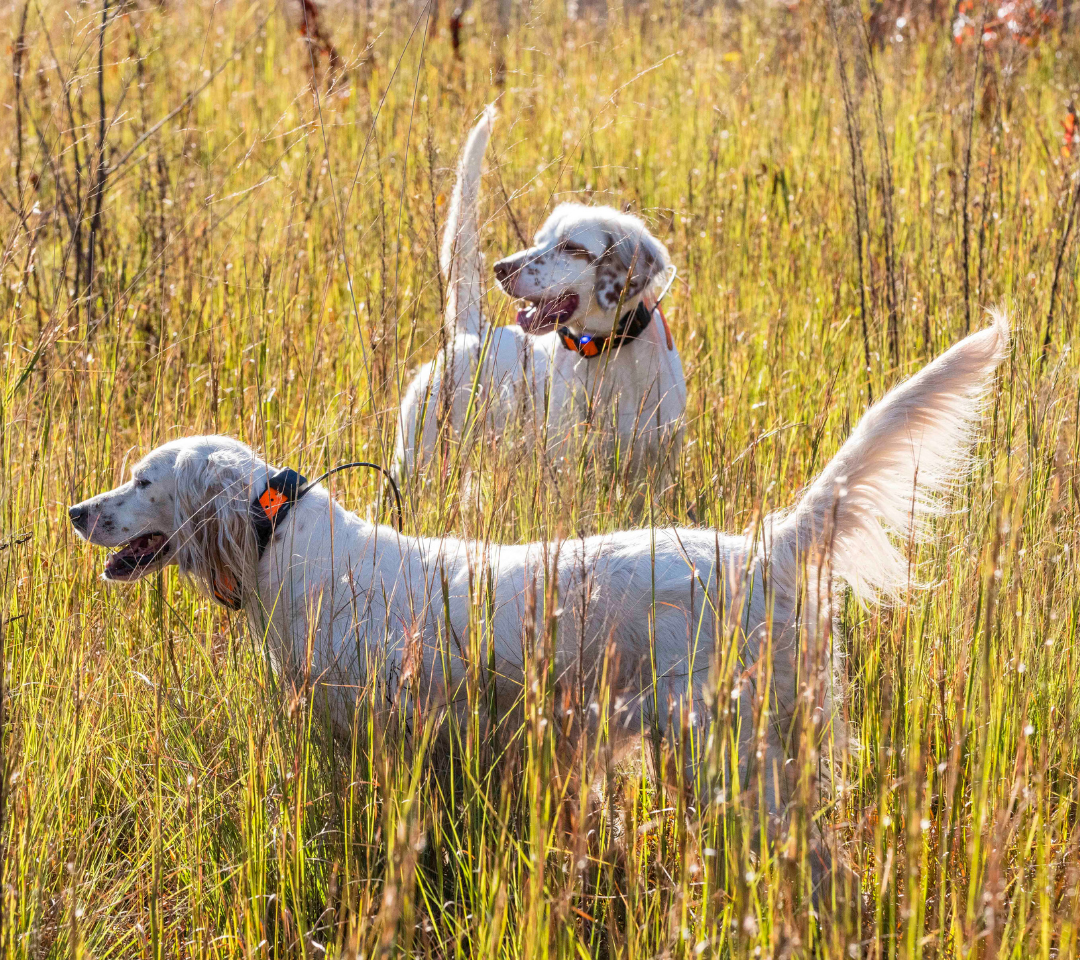 two hunting dogs in tall grass