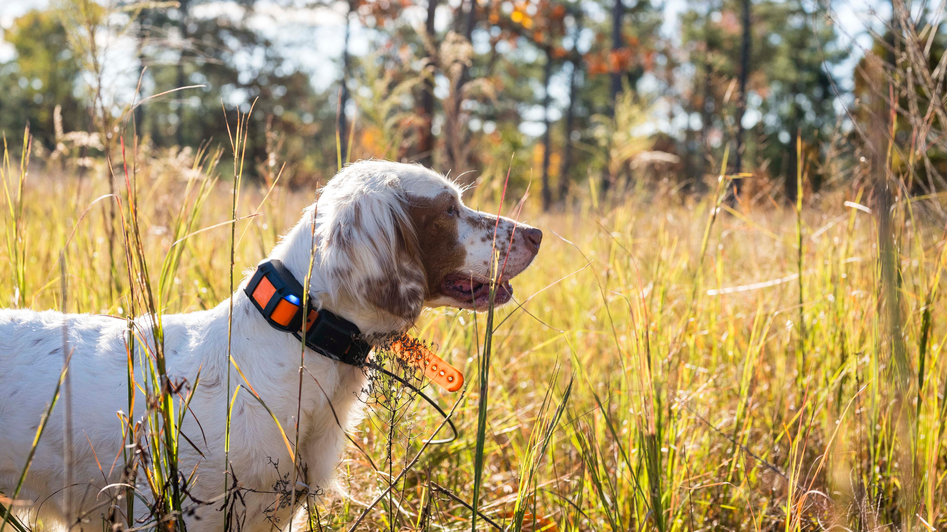 hunting dog in tall grass