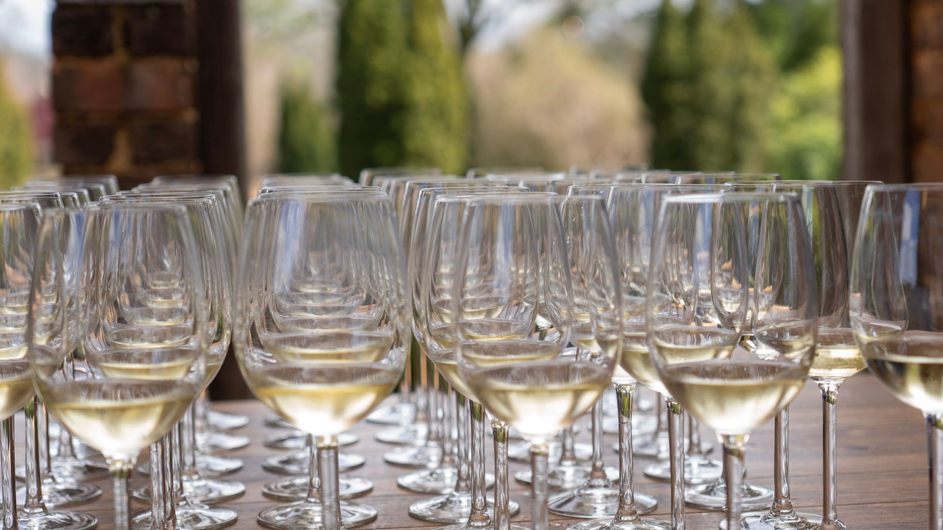 rows of wines outdoors