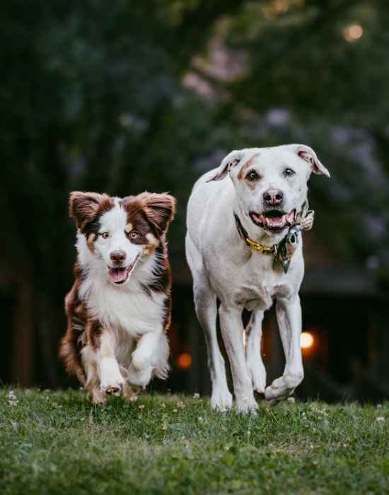 two dogs facing the camera, wearing bandanas