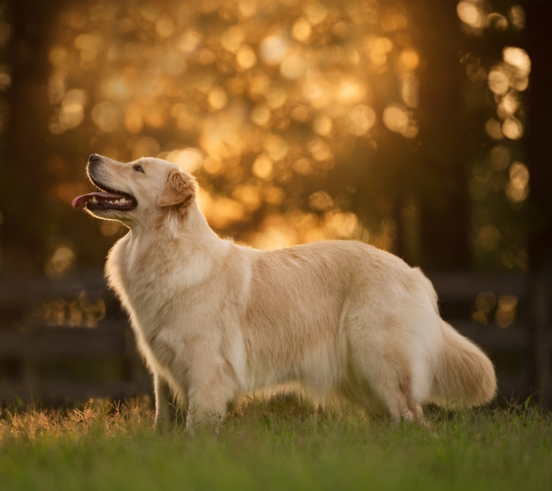 a golden retriever standing in grass