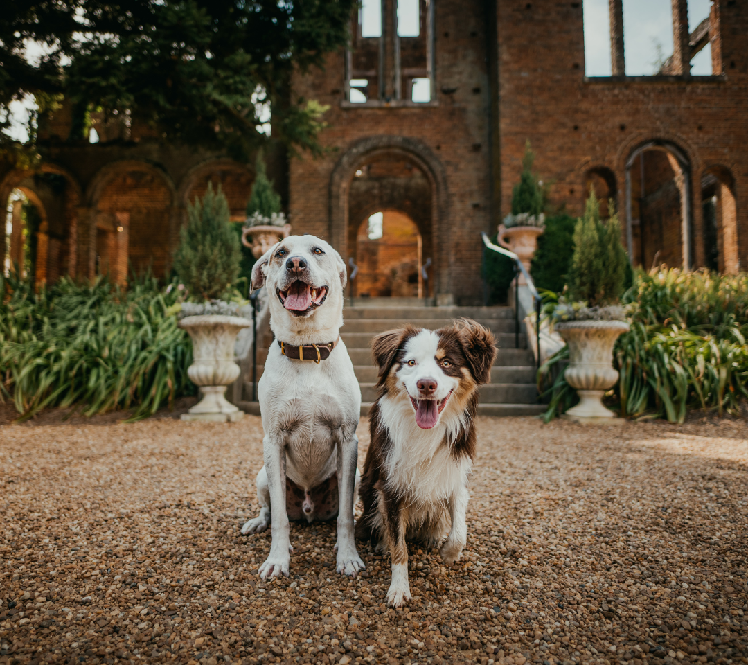 two dogs facing the camera, wearing bandanas