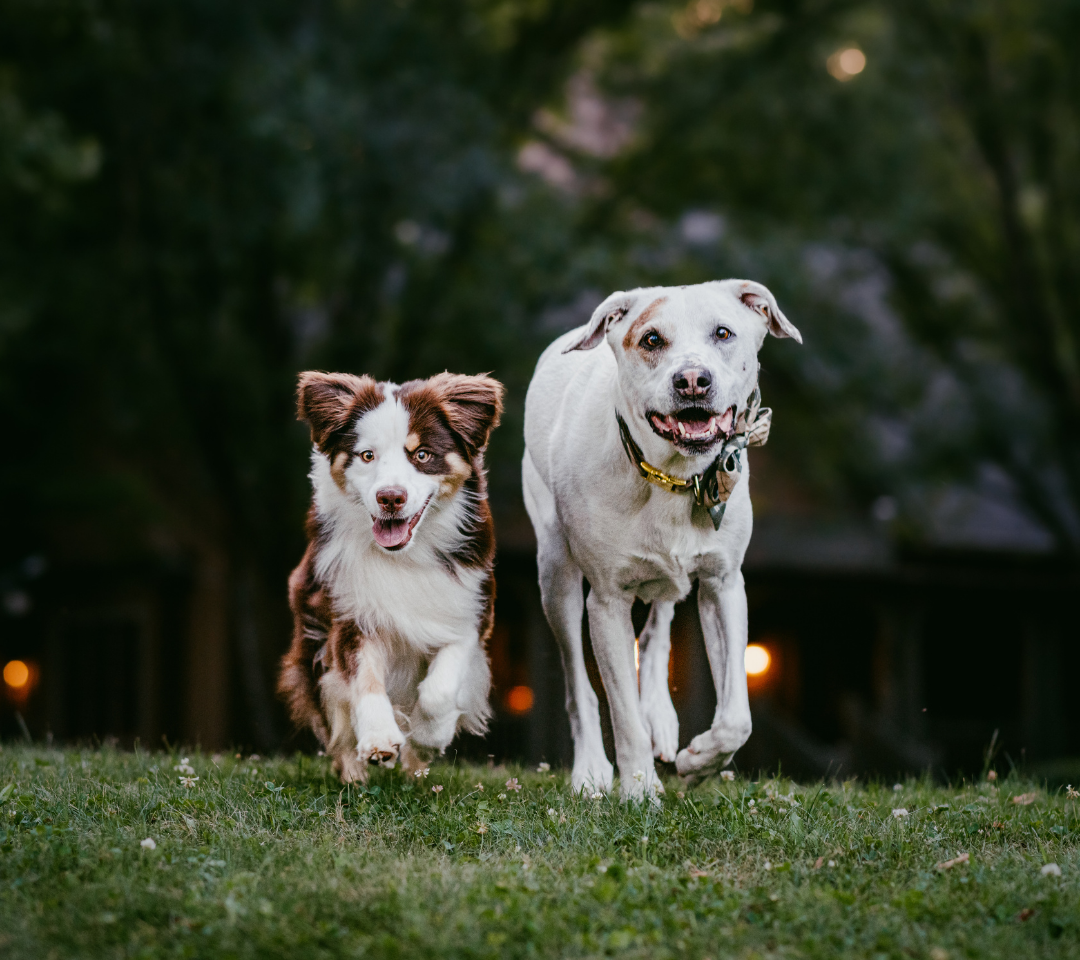 two dogs facing the camera, wearing bandanas