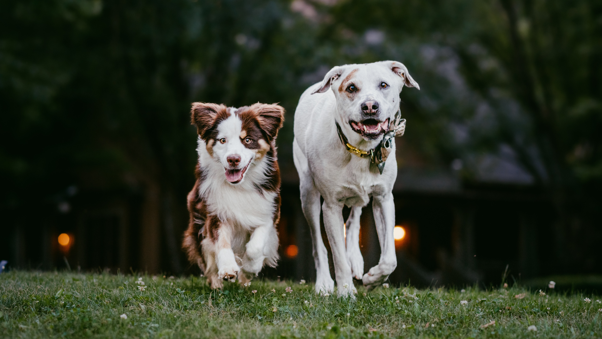 two dogs facing the camera, wearing bandanas