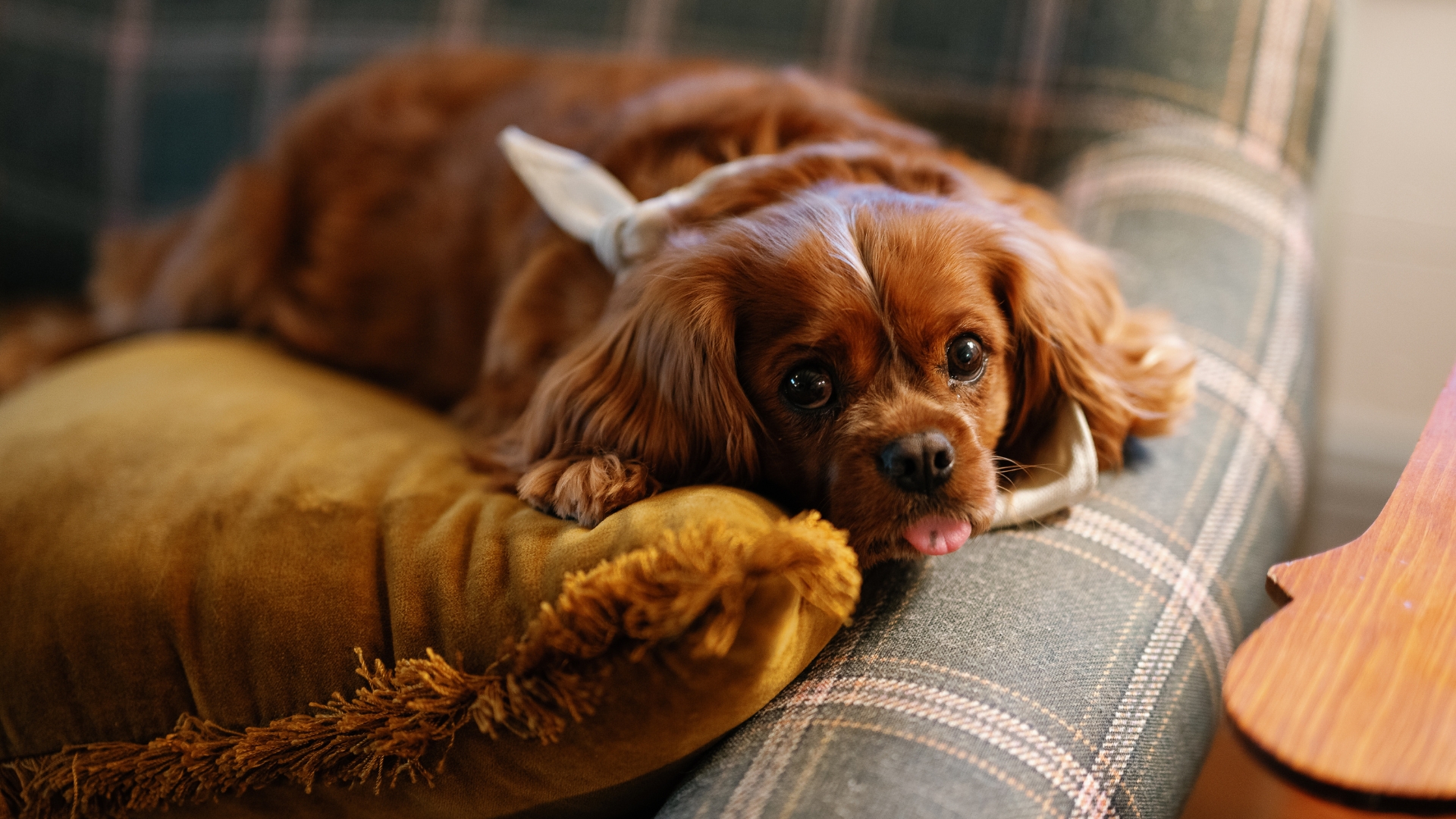 dog laying on couch with tongue sticking out