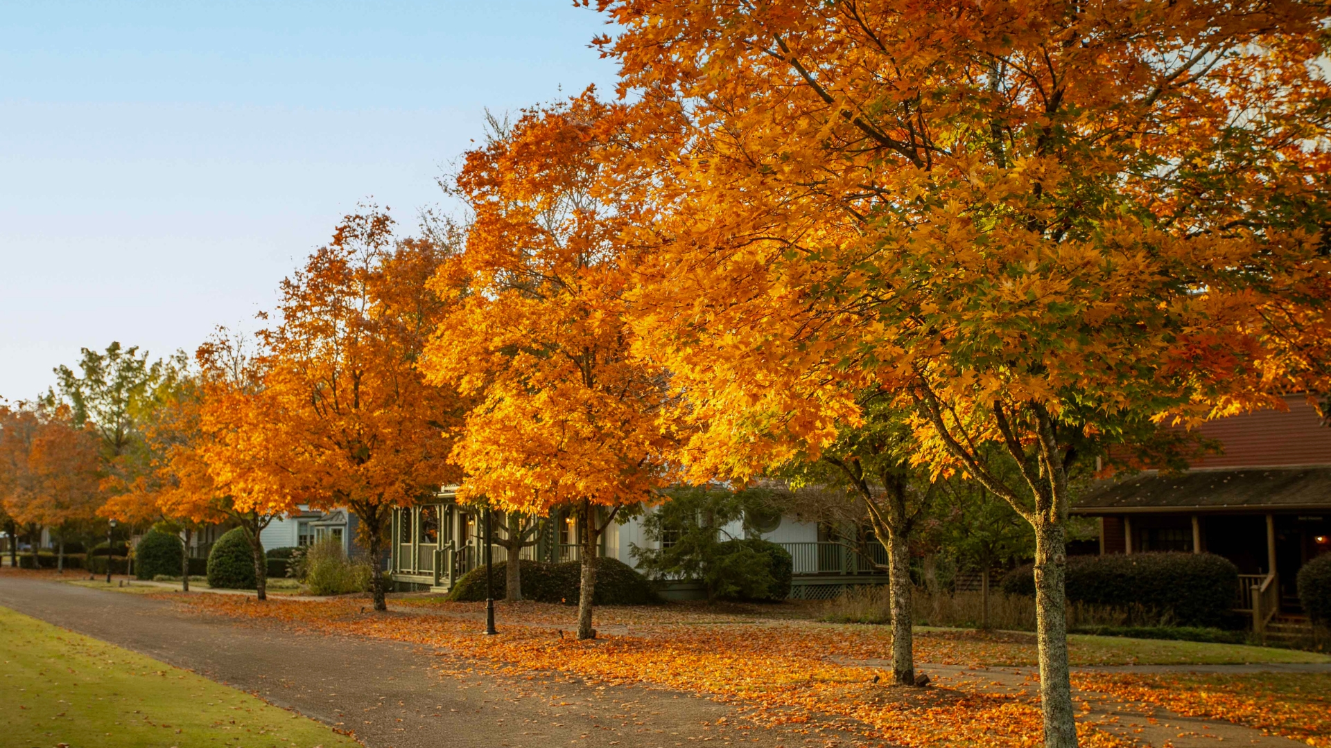 autumn trees line a pathway