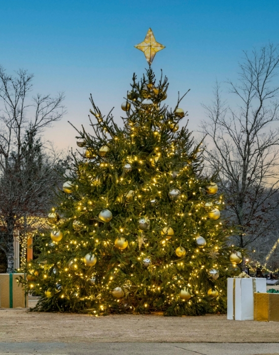a Christmas tree with lights