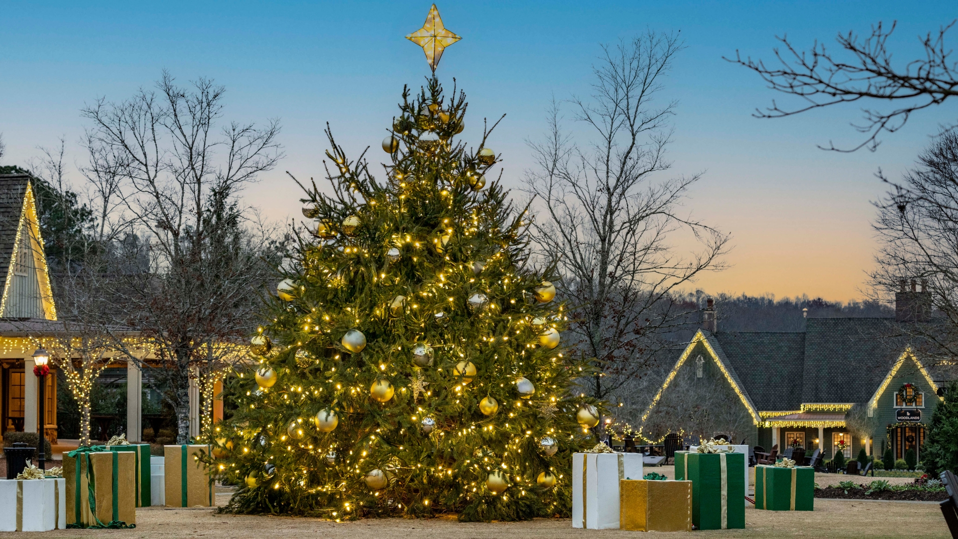 a Christmas tree with lights