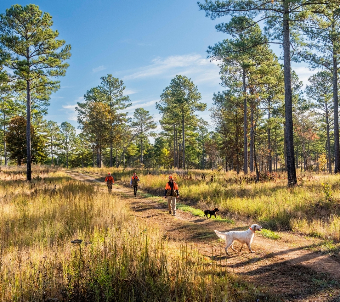 men walking in field with hunting dogs