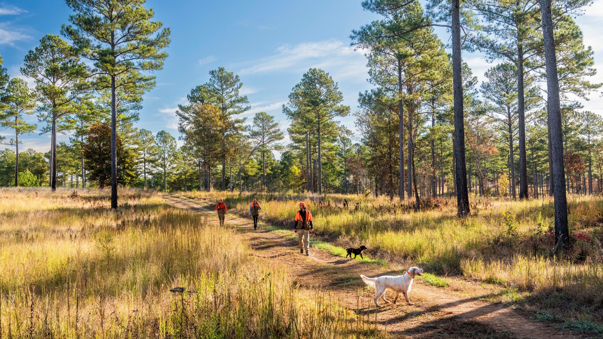 men walking in field with hunting dogs